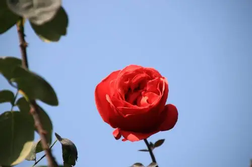 蓝天下的玫瑰云台花园.2021/01/23日拍摄制作lra.