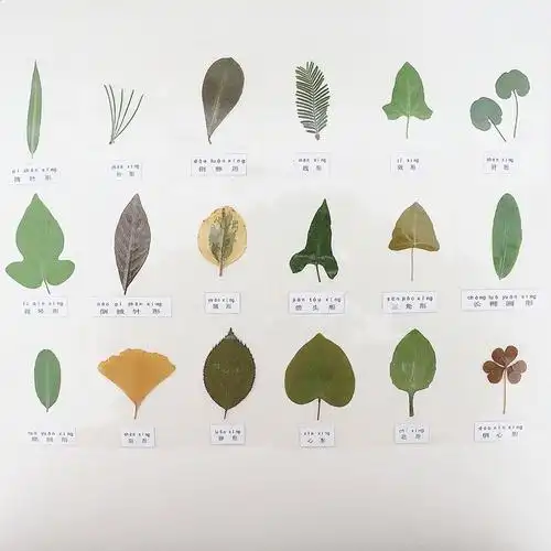 各种形状的叶子植物标本真树叶18种不同形状认知塑封卡片教学用具