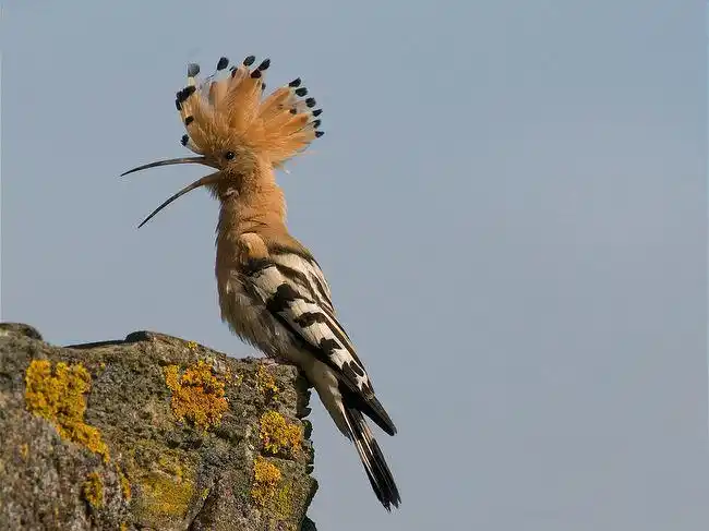 戴胜鸟寓意 戴胜鸟的寓意_小可爱宠物网