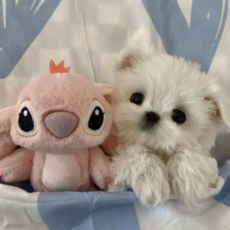 整理了一期马尔济斯头像 世界上怎么会有这么可爱的生物