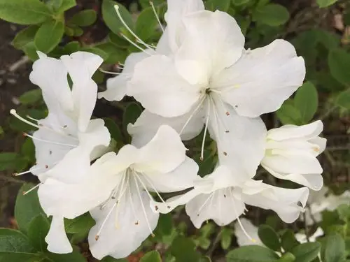 这也是杜鹃,属于迷你型的,紧挨着高山白杜鹃,轻盈飘逸的纯