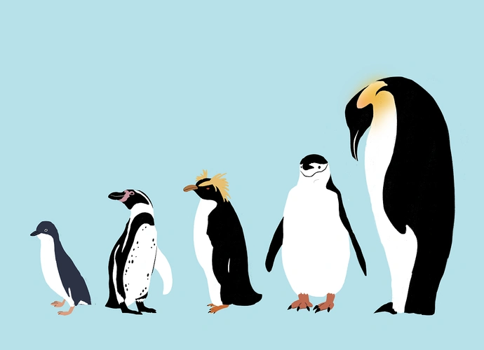 企鹅科普展板绘制|插画|儿童插画|偷喝姜撞奶 - 原创作品 - 站酷