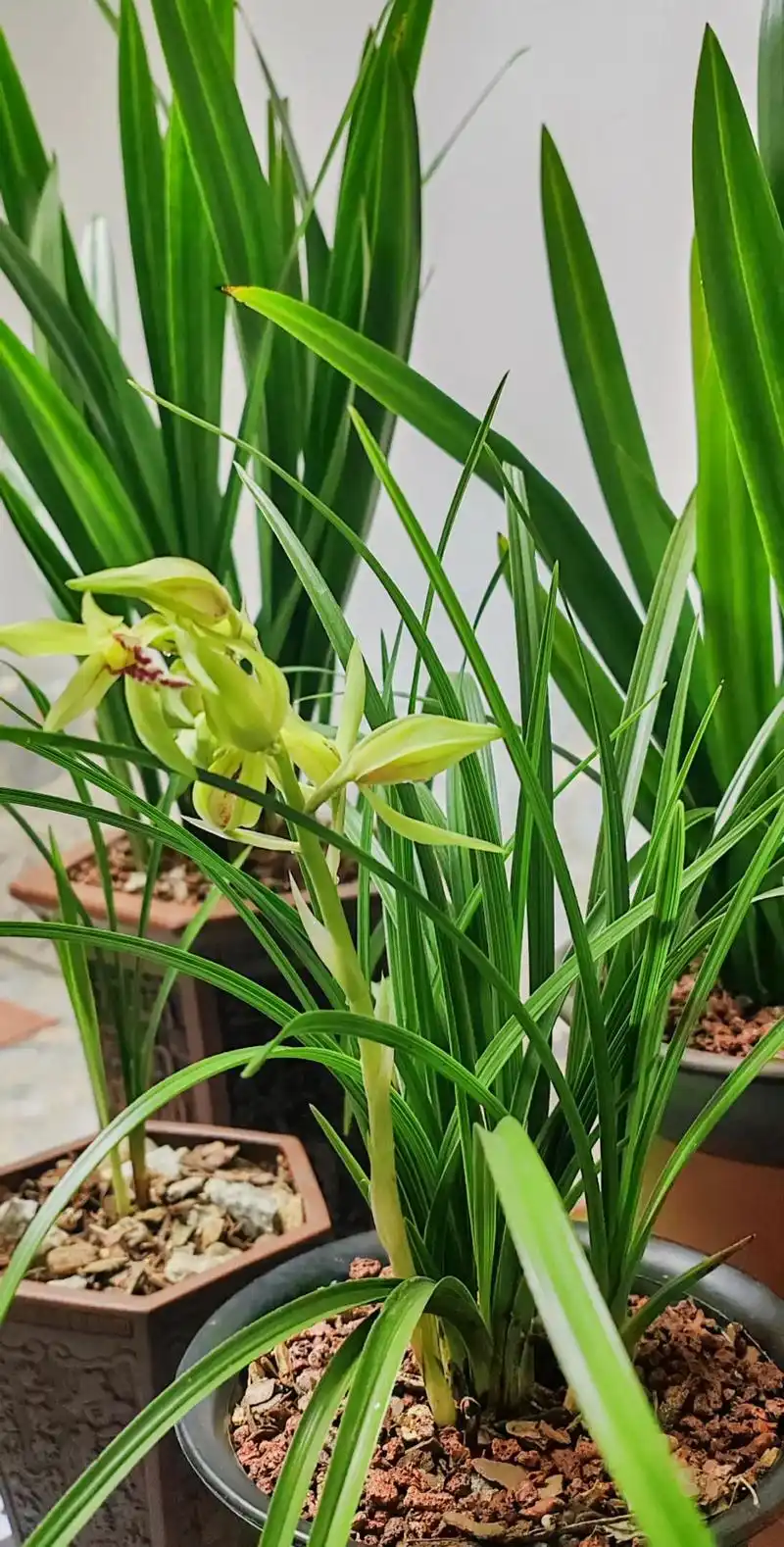 兰花有一种让人沉醉的清香,那朵朵盛开的花姿,有的简约,有的张扬