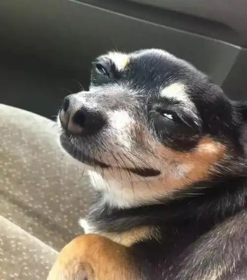 感受一下汪星人们那贱贱的笑容