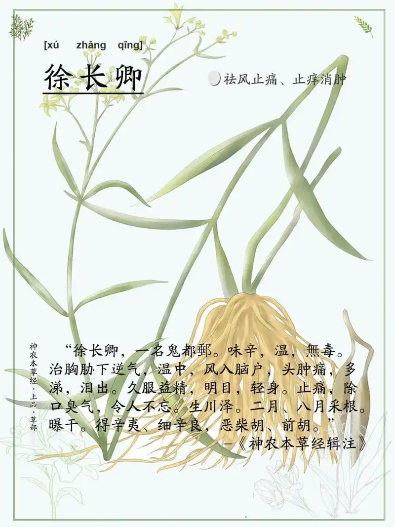 六十 徐长卿  | 神农本草经·上品·草部 徐长卿,一名鬼都郵.