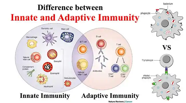 differences between innate and acquired (adaptive) immunity