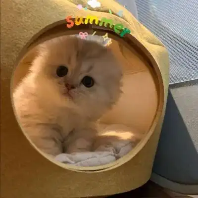 qq头像萌宠物图片高清可爱的头像动物可爱萌图片