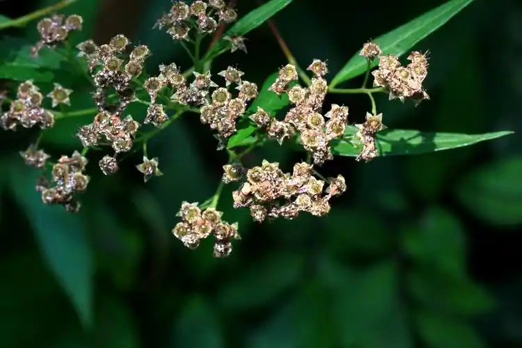 【光叶粉花绣线菊】蔷薇科,绣线菊属