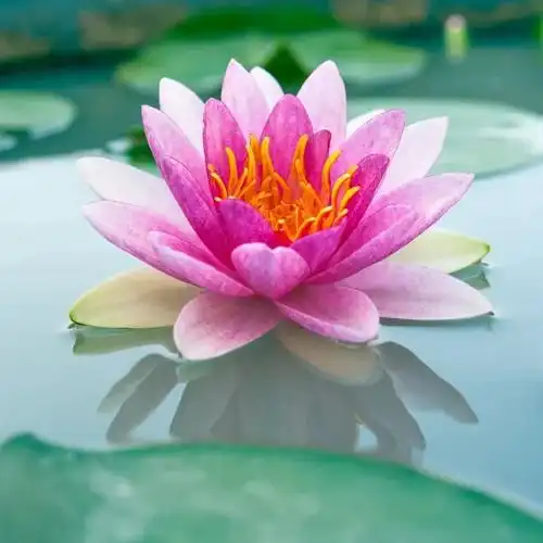 头像| 妈妈们的荷花头像上新啦!速戳