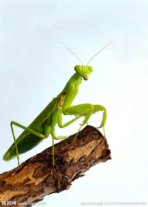 追问: 这才是螳螂 评论| 0 0