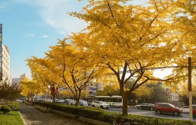 考考你咱上海的行道树为什么选择这些品种