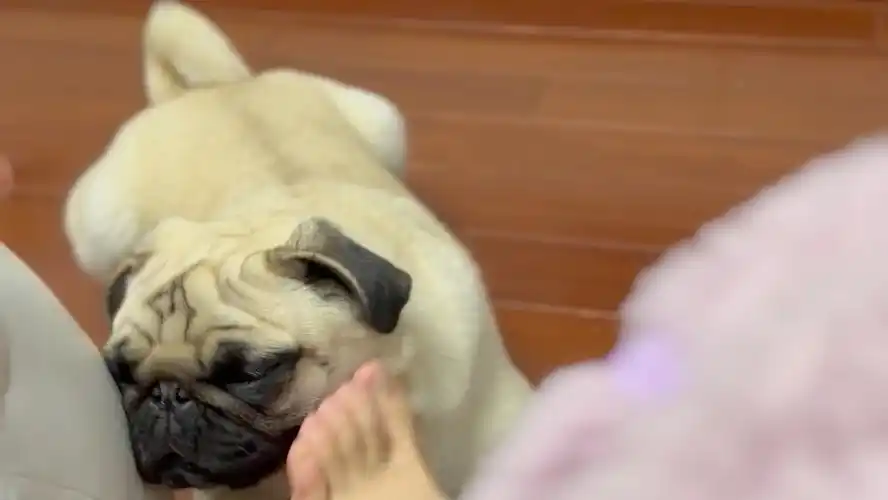 是谁说狗子喜欢舔臭脚的