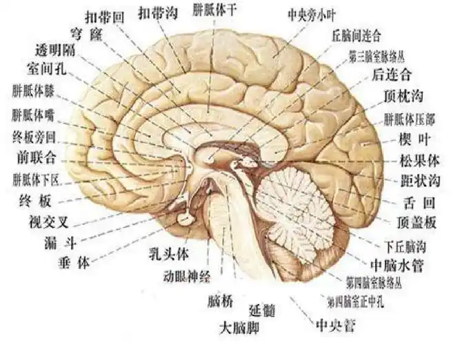 头部正中矢状面1