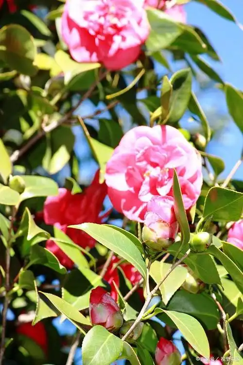 断头花:山茶花的美丽与刚强