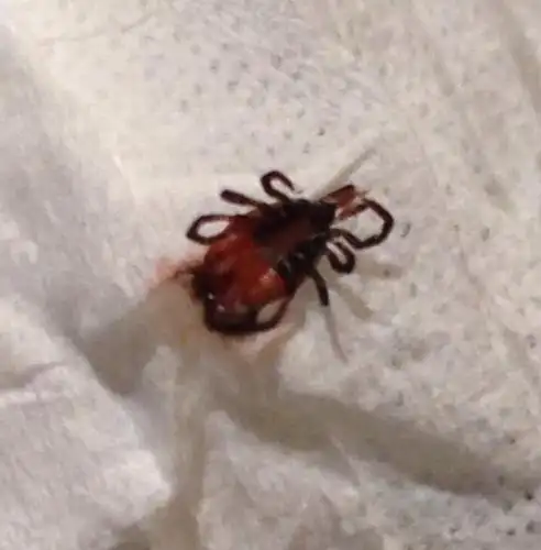 体长1毫米左右,刚才把我妈腿咬了,非常痛,请问是什么虫,有没有毒