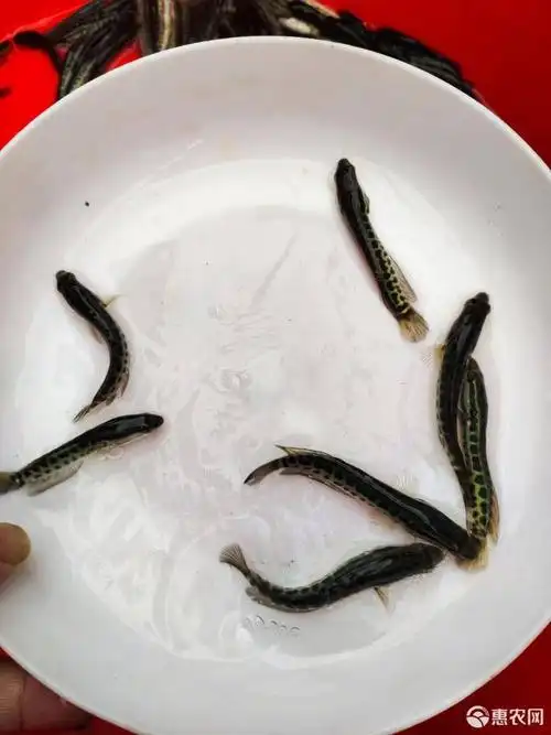 乌鳢苗 生鱼苗 黑鱼苗 斑鱼苗 (水花苗)