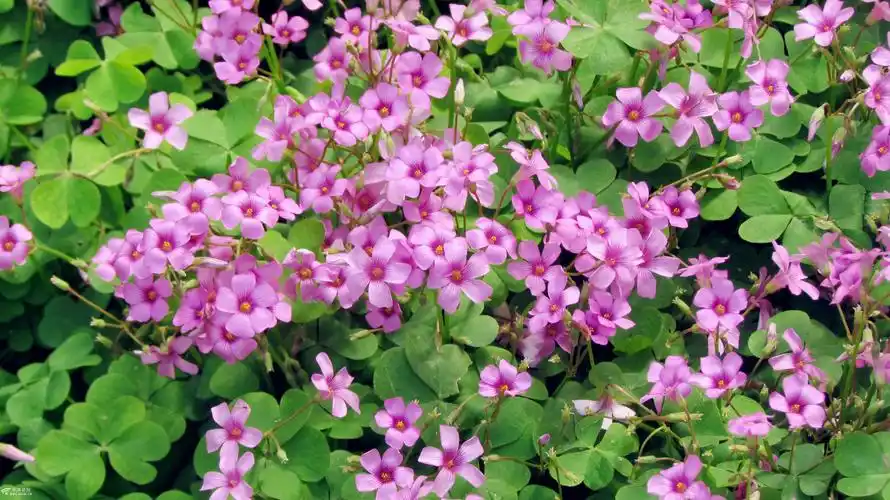 别看小草小花,四处成为美景