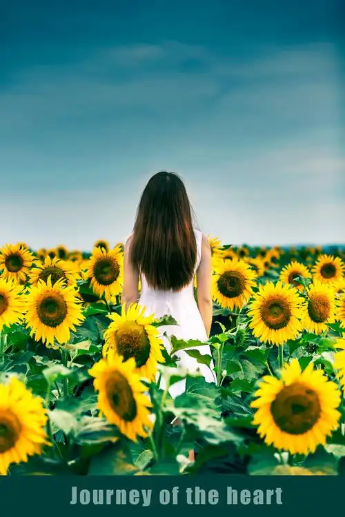 向日葵,总能迎着阳光微笑.