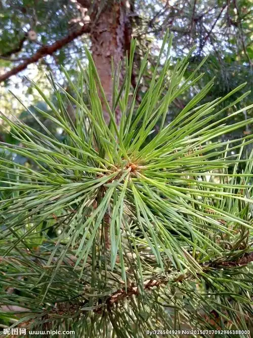松树叶图片