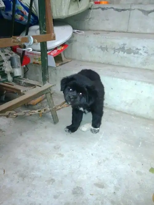 这是一个月大的藏獒么?