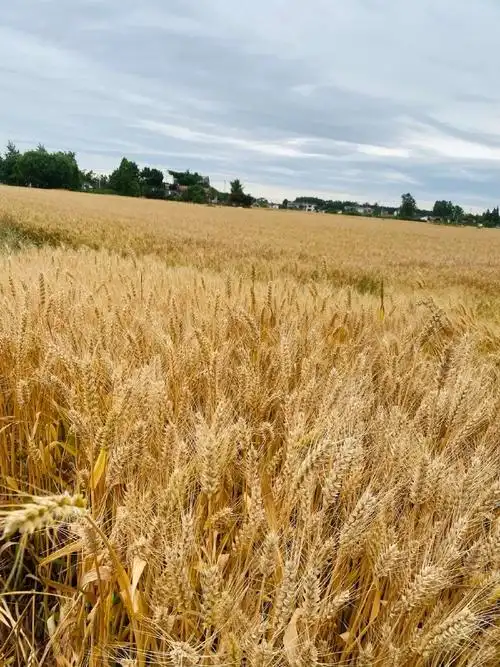 麦子成熟时,乡下生活很惬意.