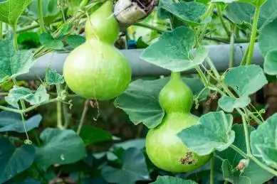 棚架上两个形状美观的绿色葫芦瓜