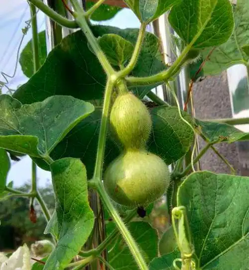 三月过后种葫芦,一根藤上长七个,当成艺术品价格翻十倍