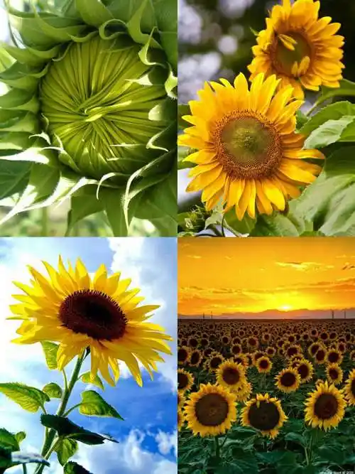 向日葵又叫向阳花,花色金黄,结籽,可食,榨油. 最大特点就是向阳生长.