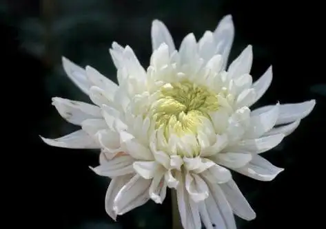 对逝者的悼念短句(对逝者的悼念短句 老人)_竞价网