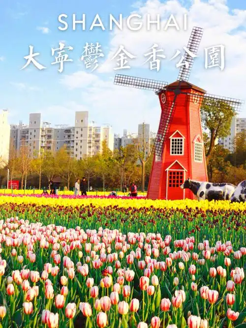 上海免费郁金香打卡地no32大宁郁金香公园