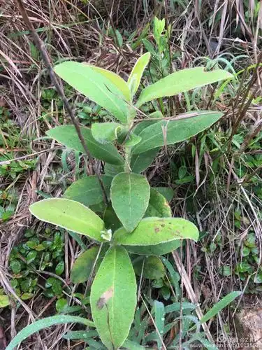2018磨房岭南暨首届惠阳新圩白云嶂登山节