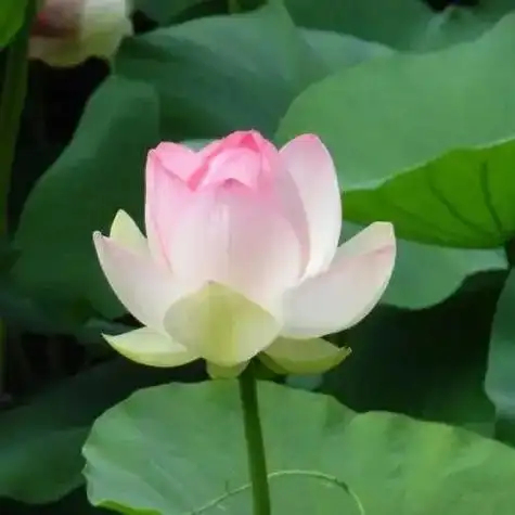 微信农村中年人用的头像 微信头像图片大全 -【爱个性】