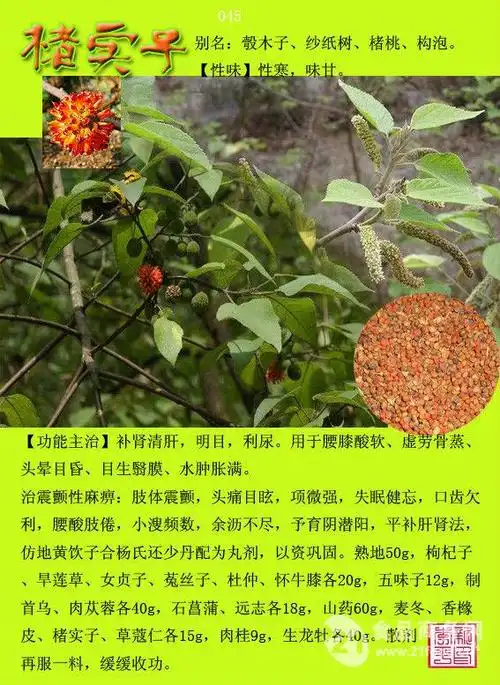 厂家直销楮实子浓缩粉 电议