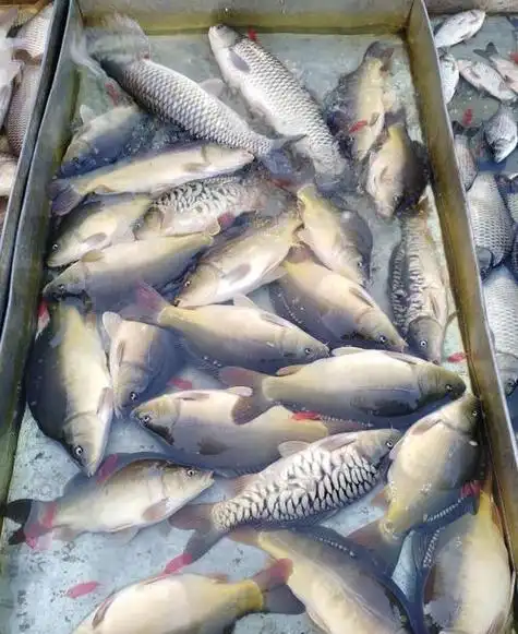 网友:没经验不敢来|活鱼|餐桌_网易订阅