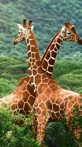 长颈鹿唯美摄影iphone壁纸