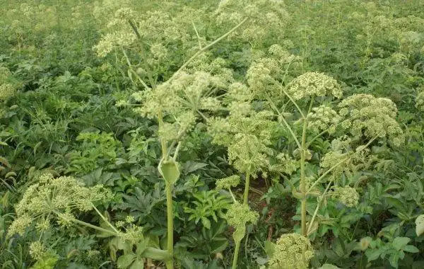 白芷栽培技术介绍