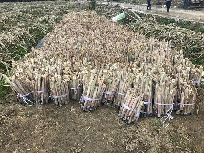 甘蔗种苗4_副本.jpg