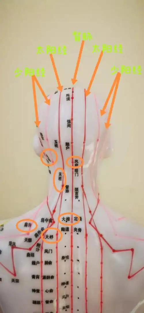 颈椎病,肩颈酸痛,脖子僵硬强直不能低头等等颈部问题,试试这种百试