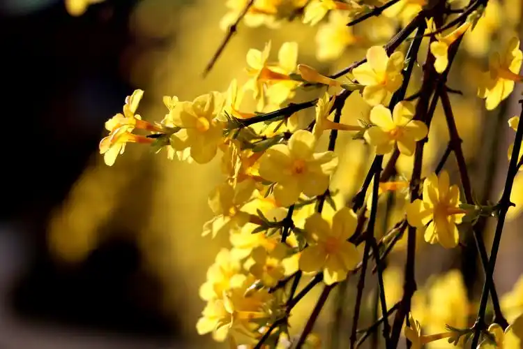 正是春光花正艳,宅在小区赏春色