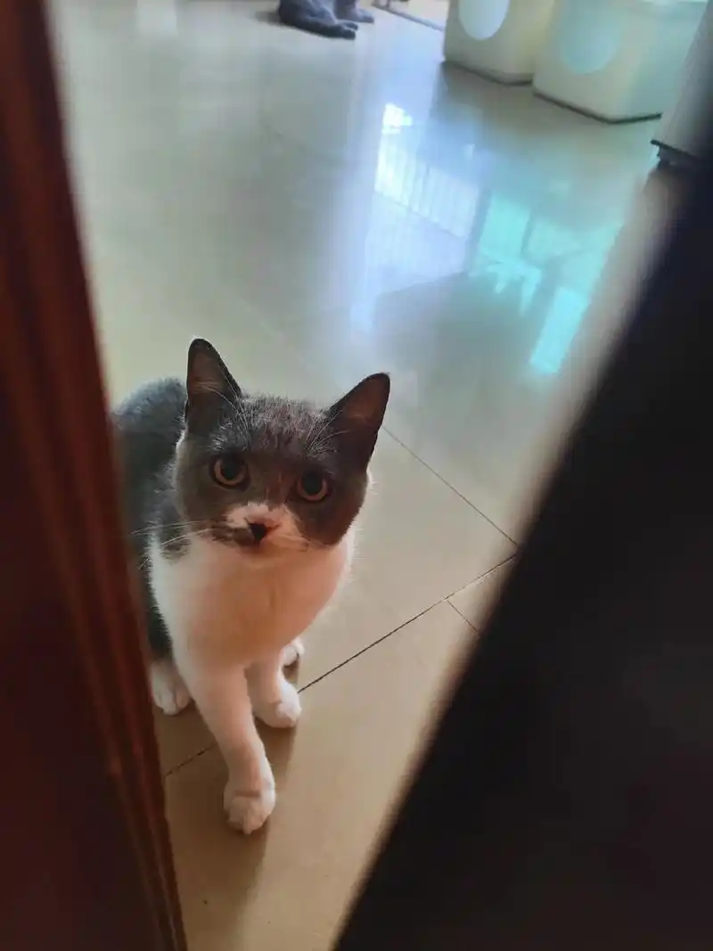 每天早上都会来敲门的小猫咪#喵星人 #可爱的小猫咪 #萌宠出 - 抖音