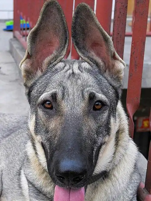 多分布在中国北方狼青别把它们和黑背搞混淆了!这就是狼青俊俏吧!