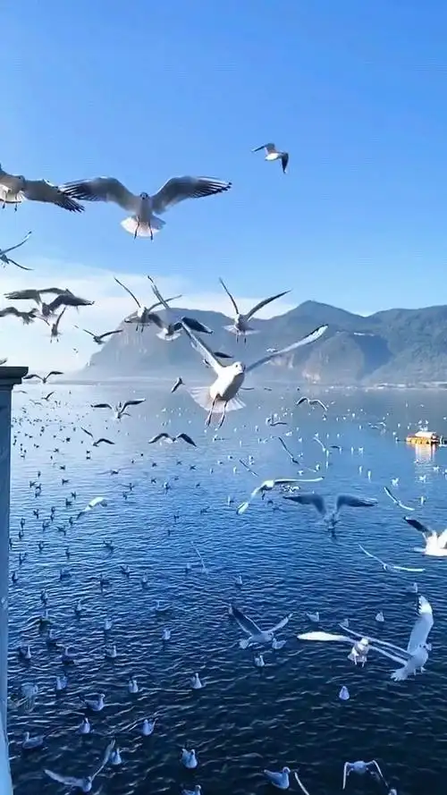 昆明最美冬天,倒计时四个彩云伴海鸥最美风景线昆明