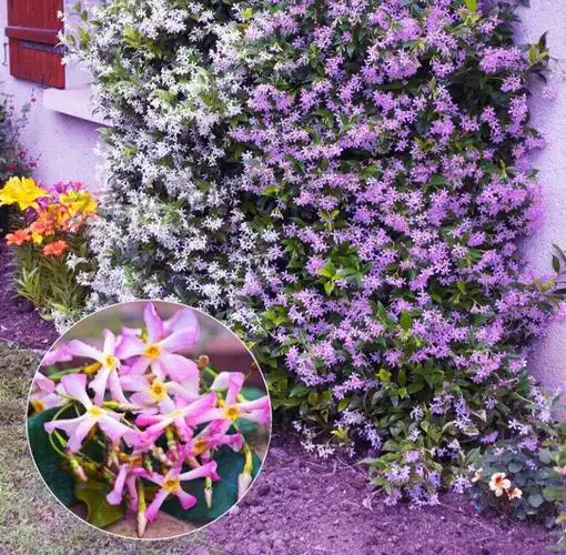 紫罗兰风车茉莉爬藤花卉植物藤苗庭院盆栽四季常青藤蔓耐寒紫罗兰5年