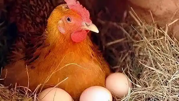 鸡产蛋下降的解决方法(导致鸡下软壳蛋的原因)(1)