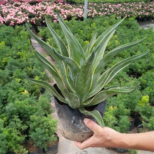 金边龙舌兰 盆栽虎皮兰室内吸除甲醛绿植花卉大型植物龙舌兰包邮