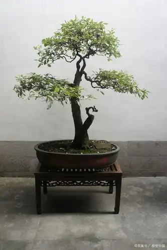 盆景如何科学剪枝,控剪,冬剪,初学者要收藏