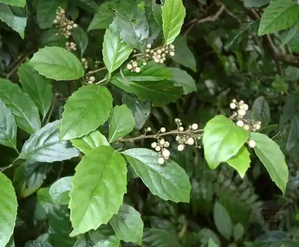 锯齿缘:叶缘锯齿状,且锯齿尖锐,尖端向前方.