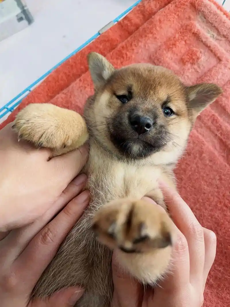 柴犬多少前一只?豆柴,赤柴,柴犬幼犬 - 抖音