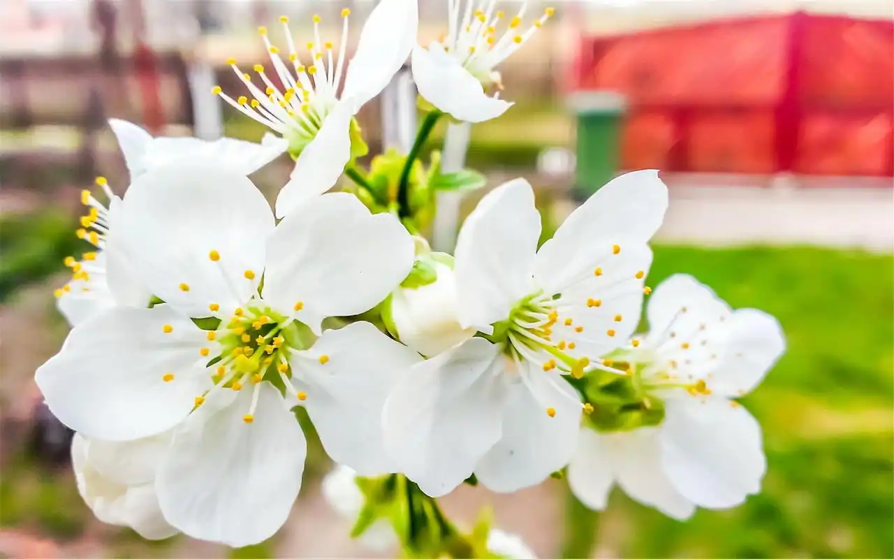 新鲜自然花卉桌面背景桌面壁纸图片_植物壁纸_壁纸下载_美桌网