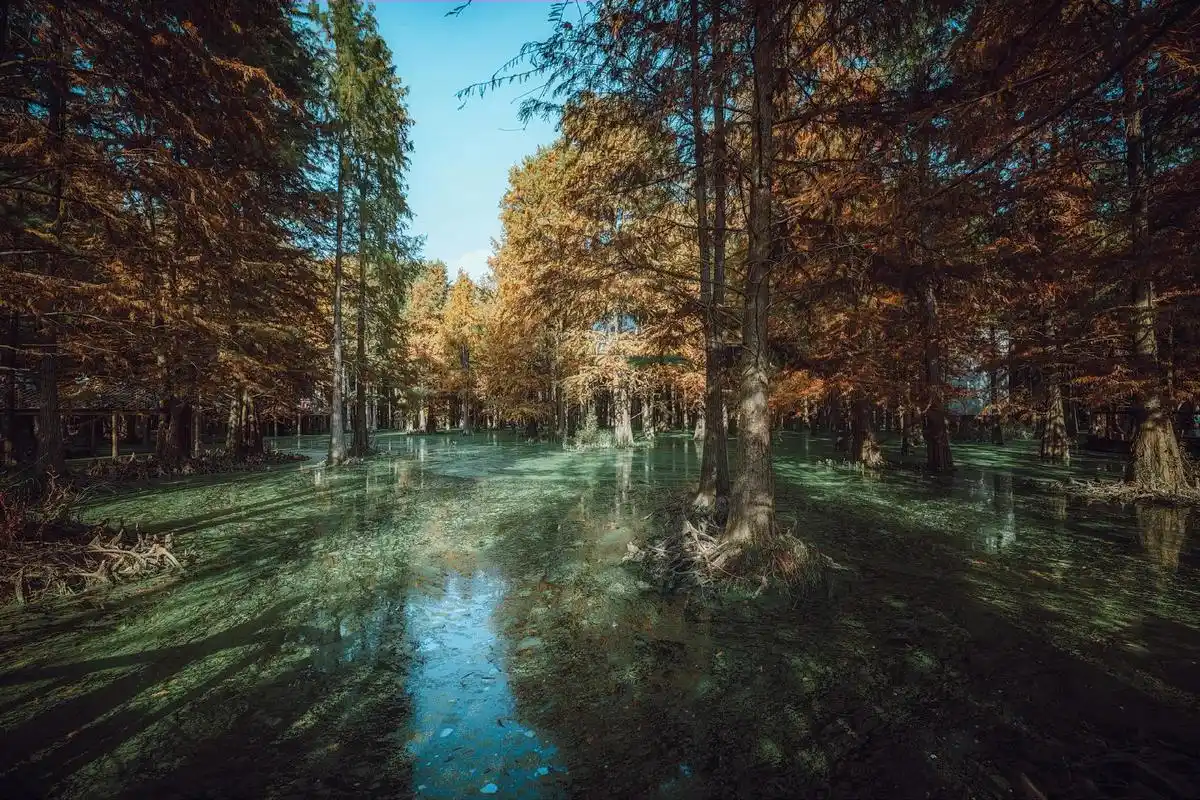 杭州青山湖水上森林公园秋游.空气清新 阳光明媚 色彩斑斓,徒 - 抖音